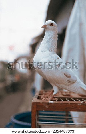 A white dove perched on a cage