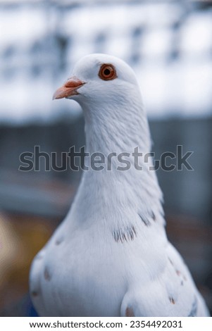 White dove sitting on a cage