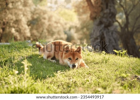 Portrait of a dog in nature. Shiba Inu lies on the grass at sun in the park