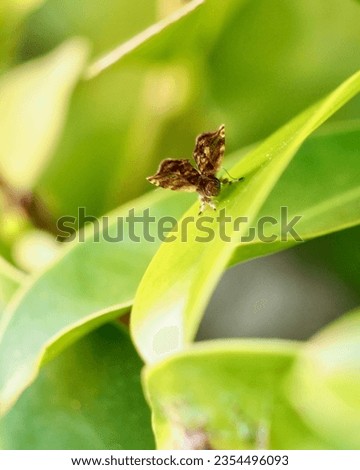 an Insect look like the "Metalmark moth" sitting on the green leaf. The picture is captured in the back side of brown color moth showing their wings.This moth can be found in  North East Thailand.