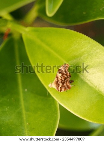 A closed up  insect look like moth sitting on the green leaf.It's total length is around 10-15 mm. The picture is captured from top view of the moth showing their brown color wings and small head.