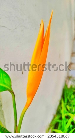 The heliconia flower is a beautiful tropical flower, usually red or yellow, with a unique and exotic shape. The flowers are long, slender, and sometimes resemble a bird's beak. The leaves are large an
