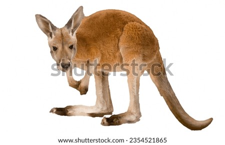 Kangaroo: Kangaroo meat, often considered a sustainable option, is lean and protein-rich.