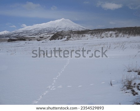 Track of fox footprints on intact snow surface, Yankito lava plateau with Bogdan Hmelnickiy volcano in background on Iturup, Kuril islands