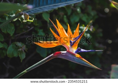 Radiant bird of paradise flower displays vibrant orange and yellow hues.
