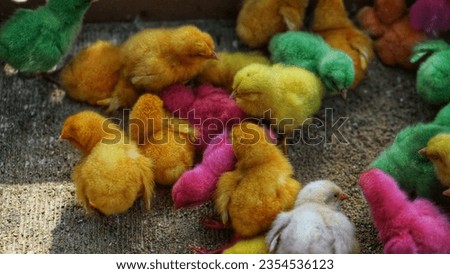 Portrait of colorful chickens at the Yogyakarta Indonesia animal market.