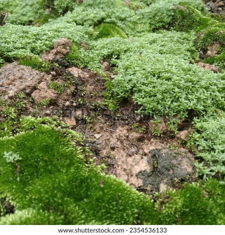 Wetland covered with greeny moss Royalty-Free Stock Photo #2354536133