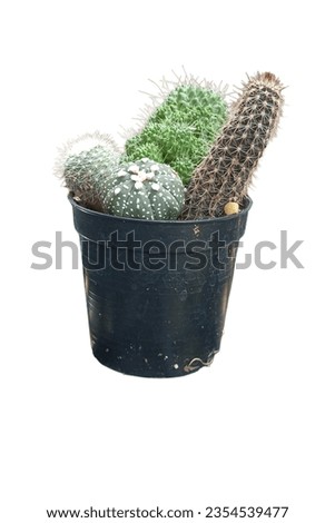 Cactus isolated on white background. 

