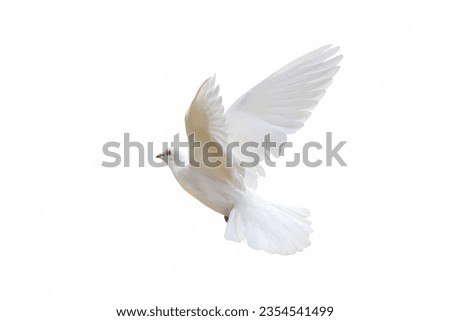 Beautiful flying White dove isolated on white background. Royalty-Free Stock Photo #2354541499