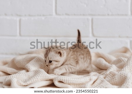 Cute British little kitten on a light background and a knitted blanket