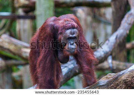 A Bornean orangutan (Pongo pygmaeus) climbs among the trees.