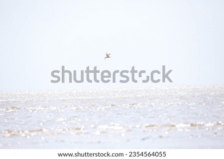Tern flying over the sea