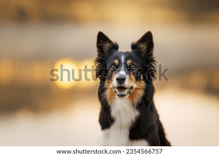 portrait of a dog against a background of bokeh. tricolor border collie in nature Royalty-Free Stock Photo #2354566757