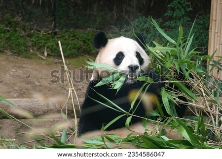 Yongin Everland's cute giant panda