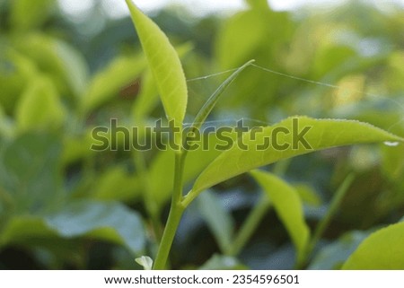 Free photo close up on green leaves in nature, Find  Download Free Graphic Resources for Tea Leaves