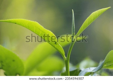 Free photo close up on green leaves in nature, Find  Download Free Graphic Resources for Tea Leaves