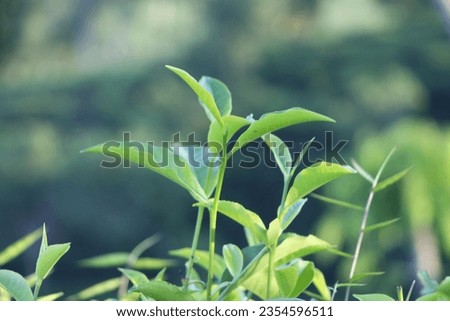 Free photo close up on green leaves in nature, Find  Download Free Graphic Resources for Tea Leaves