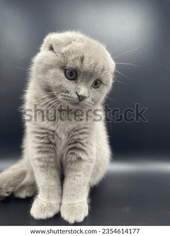 Cat Scottish Fold, Cute Kitten and cats with small ears.