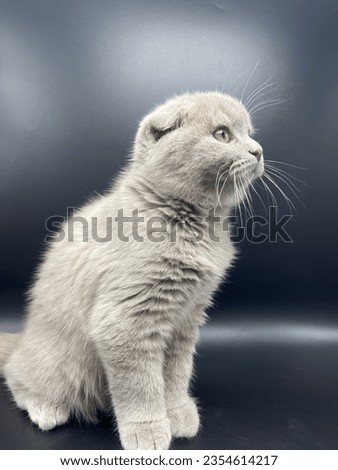 Cat Scottish Fold, Cute Kitten and cats with small ears.
