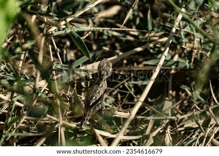 a lizard in a desert