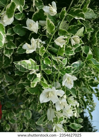 Bandung, August 29 2023, Snow-White Korkot Flower, Acer campestre Carnival, Bunga Korokot, a beautiful white flower with green and white splashes, a tree that grows in the tropics and blooms all year
