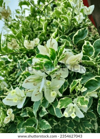 Bandung, August 29 2023, Snow-White Korkot Flower, Acer campestre Carnival, Bunga Korokot, a beautiful white flower with green and white splashes, a tree that grows in the tropics and blooms all year
