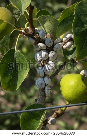 Many small snails clinging to the pear branch Royalty-Free Stock Photo #2354628099