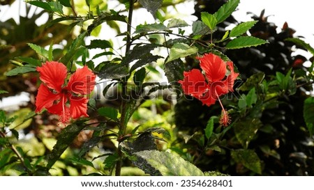 photo of red hibiscus flowers in dry season August 2023
