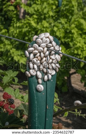 many small snails sticking to a garden post Royalty-Free Stock Photo #2354632787