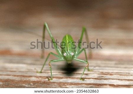 Japanese green katydid larva with a playful expression facing straight ahead (Sunny outdoor closeup macro photograph)
