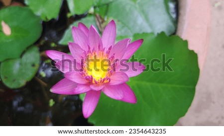 Blooming lotus, bright pink in a medium-sized bath surrounded by small green lotus leaves