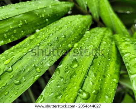 Palm tree leaf close up shot in the day time after the rain in the rainy season from bangladesh. Also rain drops are on the leaf which gives this picture more beautiful texture.