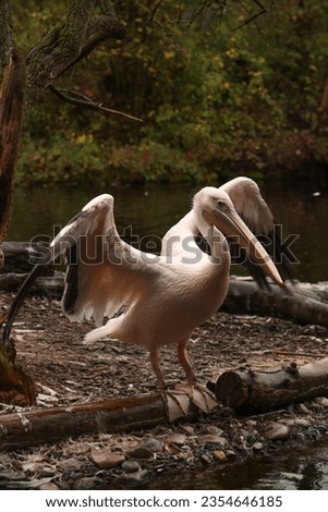 Pink pelicans resting on the shore. Posing for a photo. Wild park. Contact with animals. Royalty-Free Stock Photo #2354646185