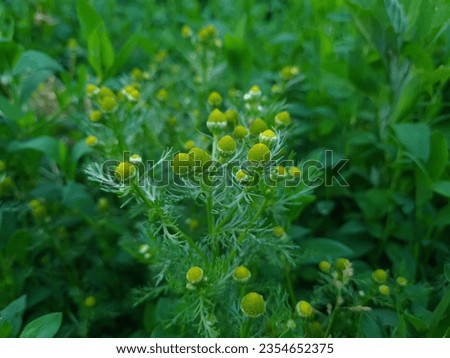  Serene Green Leaves as a Captivating Background