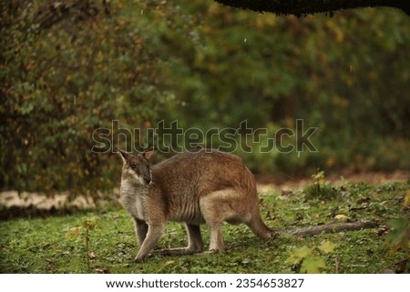 A small kangaroo on the grass, looking for food in the rain. Posing for a photo. Wild park. Contact with animals.