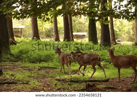 A herd of rams walks in the forest. Posing for a photo. Wild park. Contact with animals.