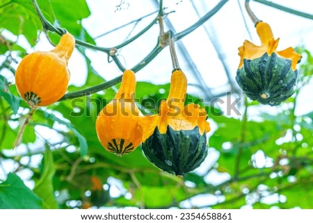 Edible pumpkins in the shape of an ugly swan in a harvest garden, used to decorate for Halloween or Thanksgiving. Abnormal, informal and funny vegetable or food concept.