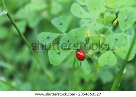 Ladybird on the green clover.