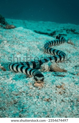 Underwater snake - amazing portrait picture