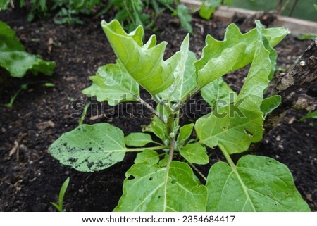 Growing eggplant in raised beds in the backyard. eggplant plant growing. eggplant flower detail
