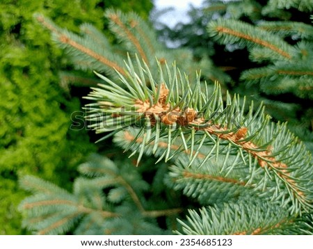 Spruce needles in the garden
