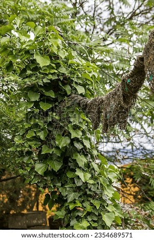 Abstract photo of an interesting still life. A strong rope tied around a tree trunk at a height. A strong rope wrapped in a fishing net. Tree trunks overgrown with ivy. composition