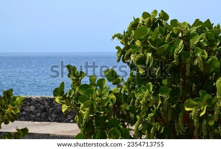 Coccoloba uvifera or Seagrape, Baygrape with fruits is a popular ornamental tropical plant growing in Tenerife, Canary Islands, Spain.Selective focus. Royalty-Free Stock Photo #2354713755
