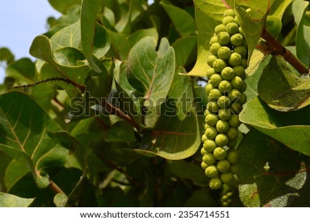 Coccoloba uvifera or Seagrape, Baygrape tropical plant with fruits close up in Tenerife, Canary Islands, Spain.Selective focus. Royalty-Free Stock Photo #2354714551