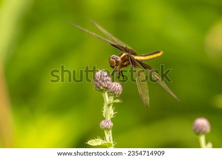 Widow Skimmer Dragonfly poses on a Field Thistle