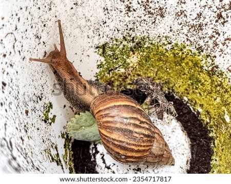 Evil snails eat plants, flowers, leaves, snails are pests. and is a threat to trees in a white pot.