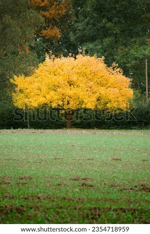 The picture shows a very beautiful tree in autumn. The leaves are brown in autumn

