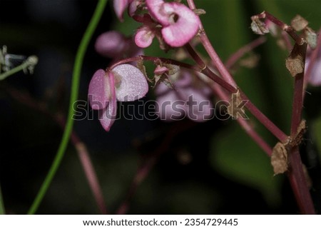 Close up photo of pink flowers (Begonia grandis)