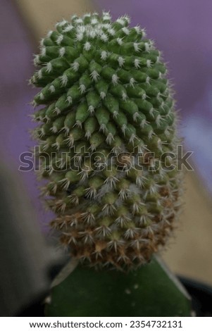 Close up photo of flowers from a cactus plant