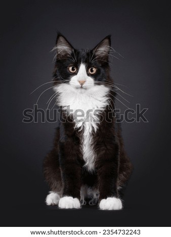 Cute young black and white tuxedo Maine Coon cat kitten, sitting up facing front. Looking towards camera. Isolated on a black background